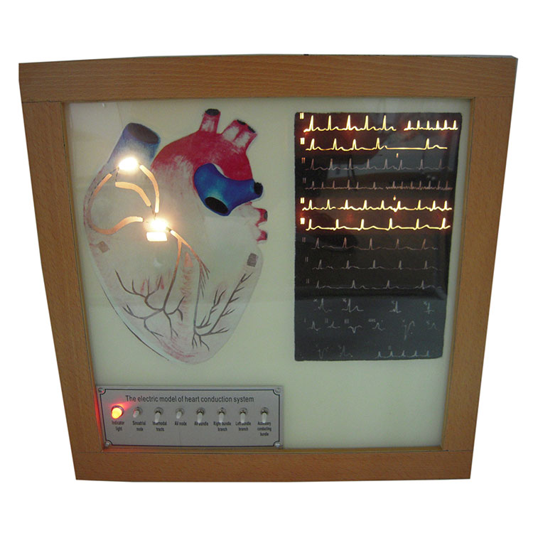 Elektriko Ang Cardiac Conduction System