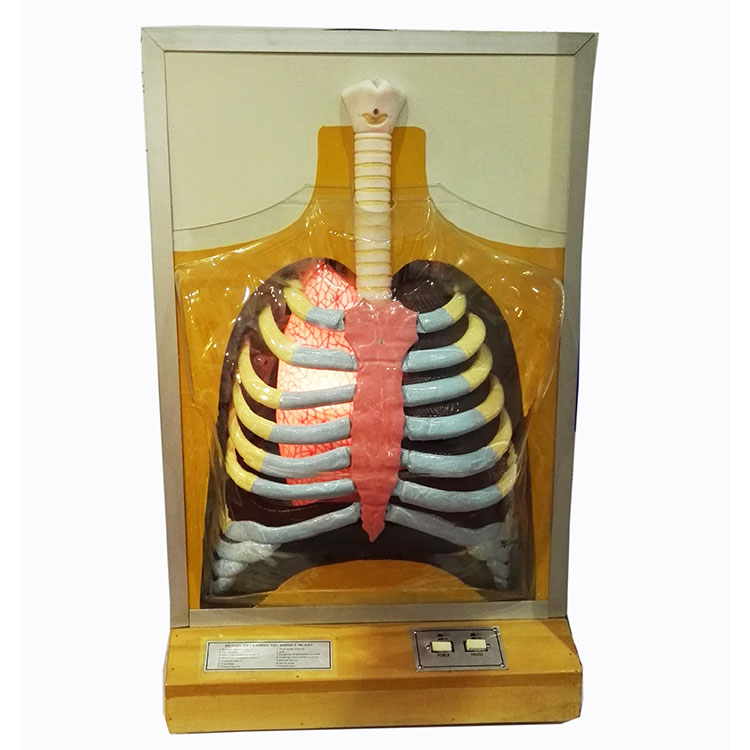 Elektrisch menselijk ademhalingsmodel