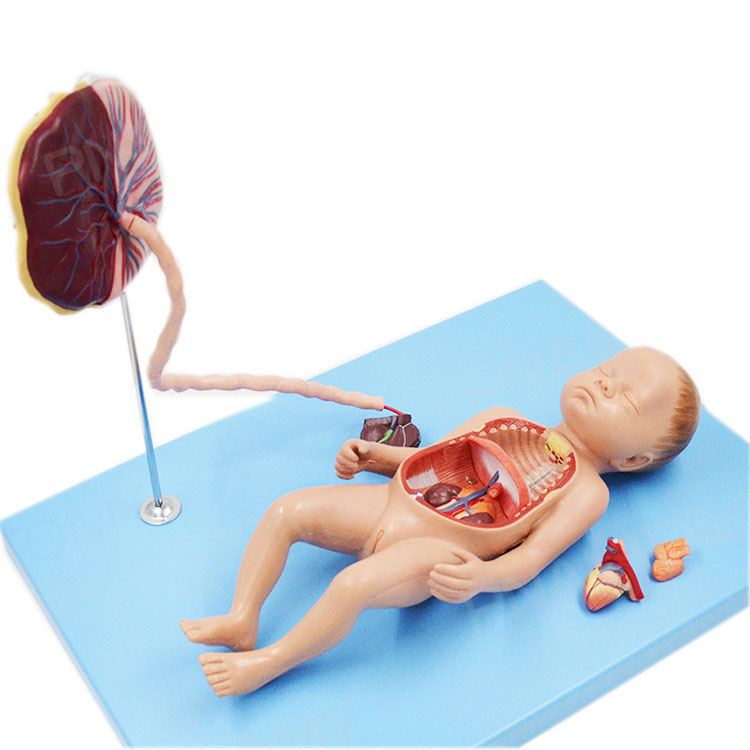 Model van het foetale bloedcirculatiesysteem