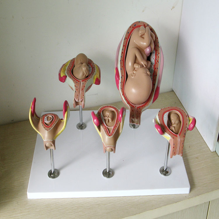 Fetus Development Model - 1