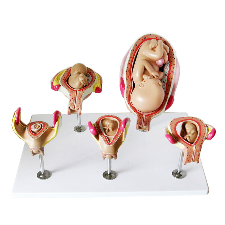 Modello di sviluppo del feto