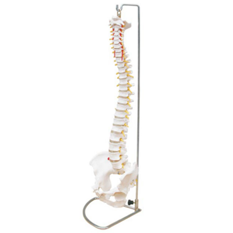 Flexibilný model chrbtice