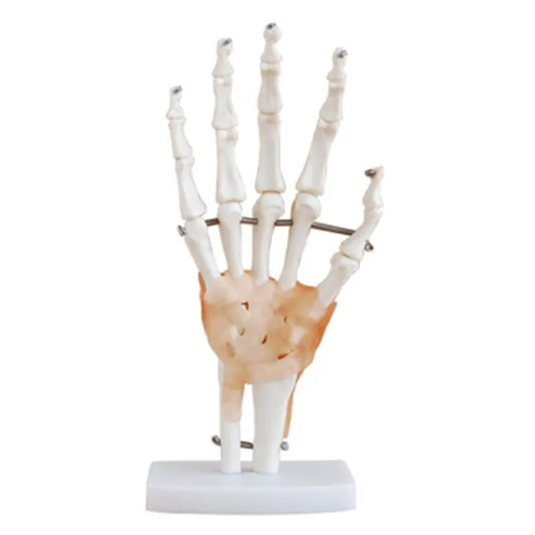 Hand And Wrist Skeleton Model