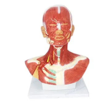 Head And Neck Musculature Model