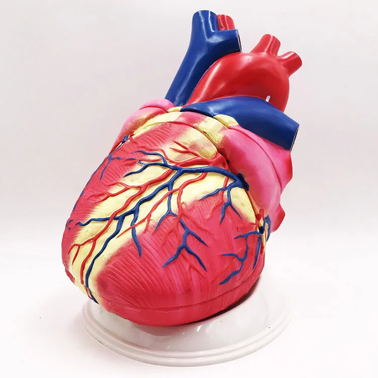 Heart Anatomy Model