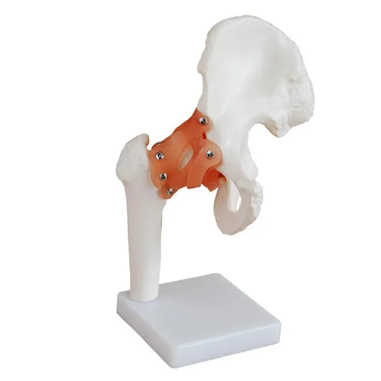 Model Hip Joint