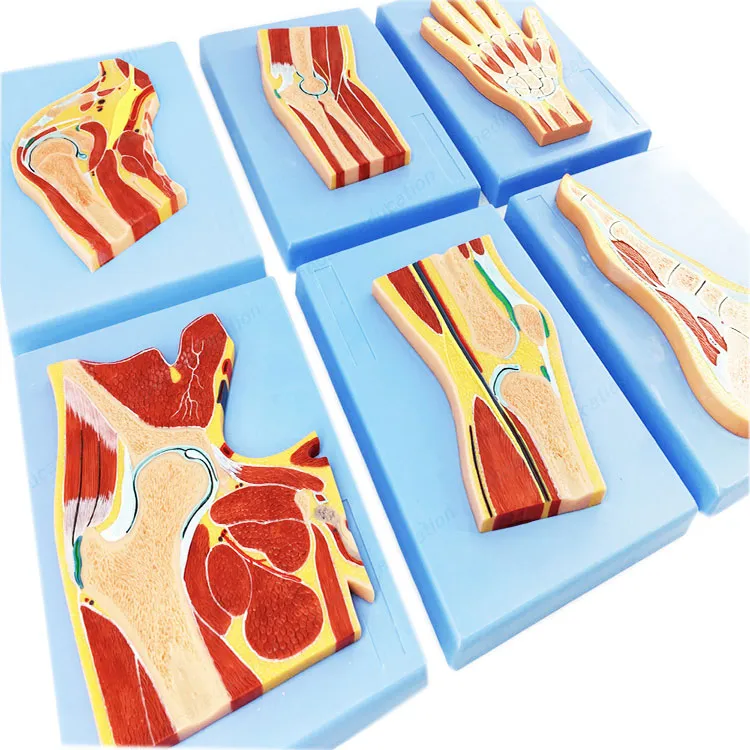 Modell des menschlichen anatomischen Fußabschnitts