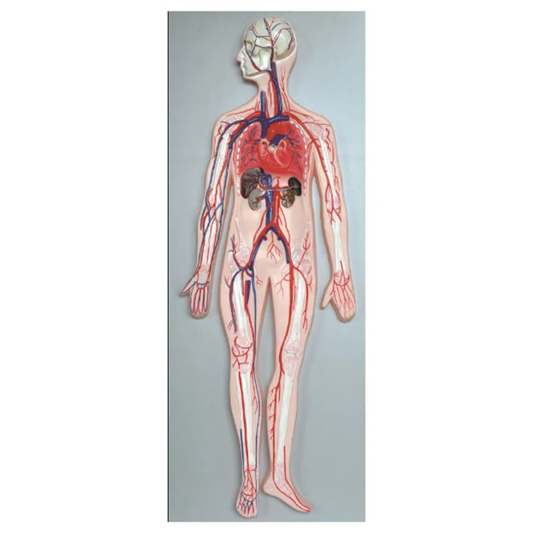 Modelo de sistema de circulación sanguínea humana