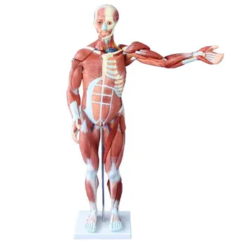 Modell des menschlichen Körpers