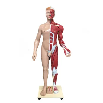 Muskelmodell för mänsklig kropp