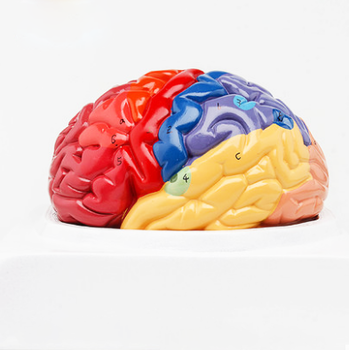 मानवी मेंदू मॉडेल