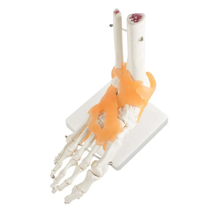 Human Foot Skeleton Model