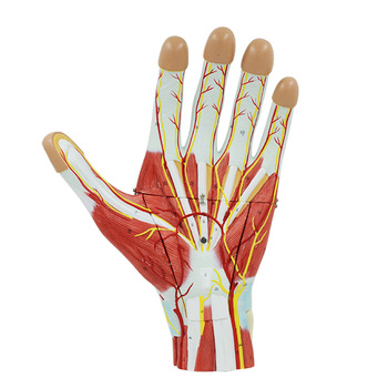 Žmogaus rankos raumenų modelis