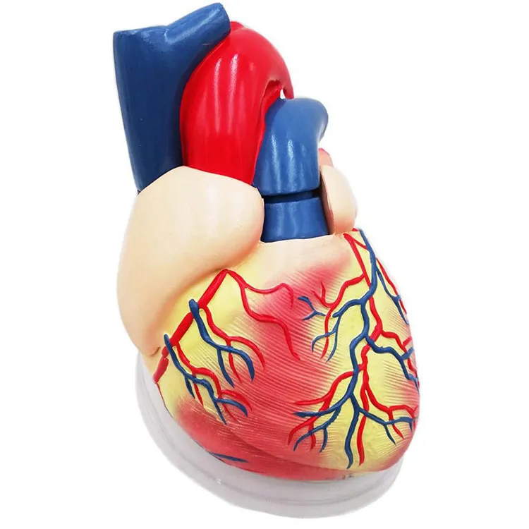 Mänskligt hjärta modell