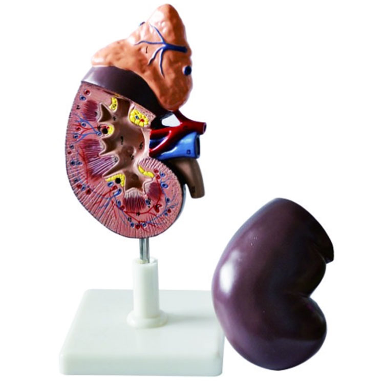 Human Kidney Model - 0 