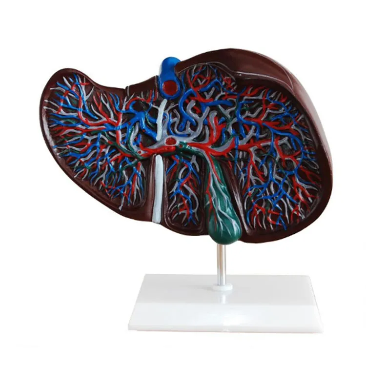 Human Liver Model