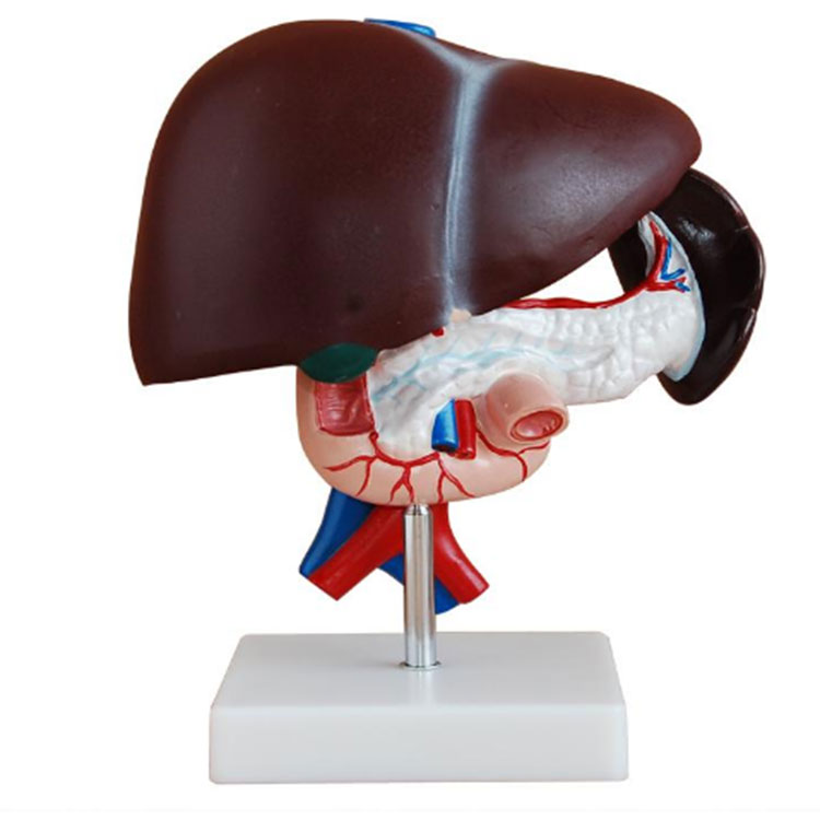 Human Liver Pancreas And Duodenum Model