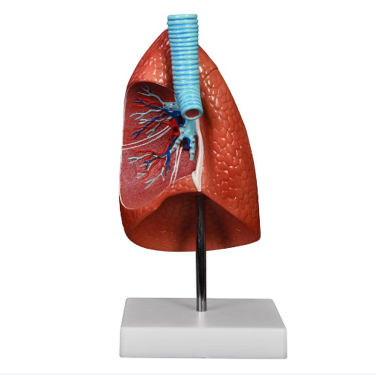 Menschliches Lungenmodell