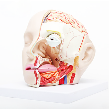 Ανθρώπινο ιατρικό κεφάλι μοντέλο