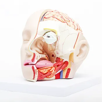 Ihmisen lääketieteellisen pään malli