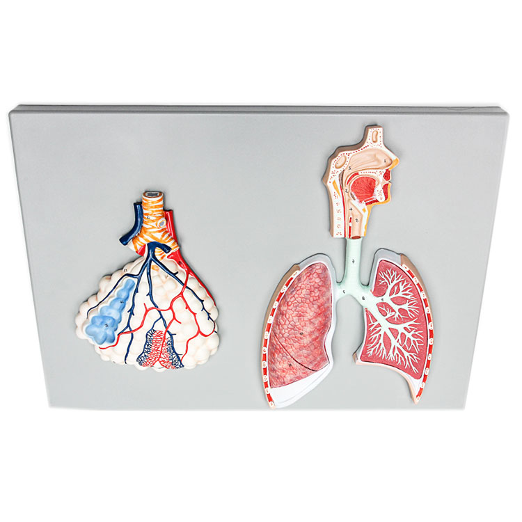 Modell des menschlichen Atmungssystems