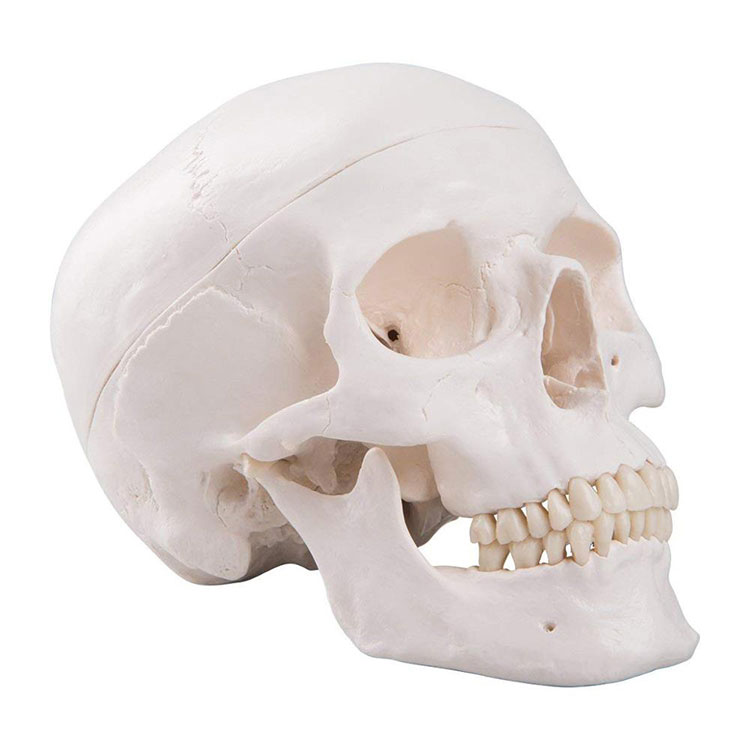 Модель человеческого черепа