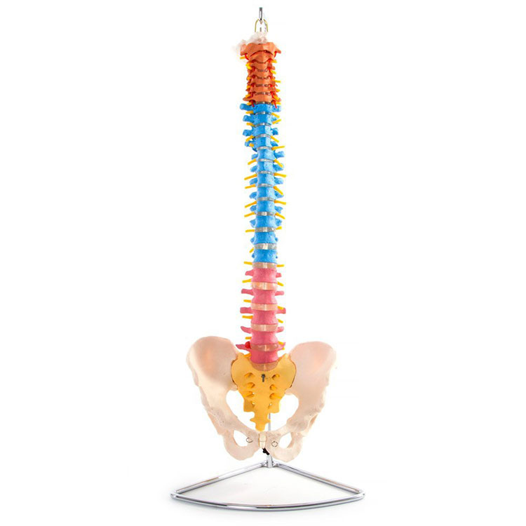 Model Spine Manungsa