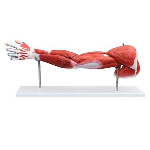 Žmogaus šlaunų raumenų modelis