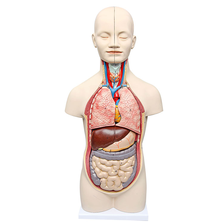Modello di torso umano 50 cm 12 parti