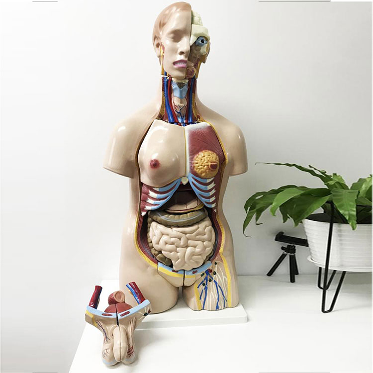 Unisex Human Anatomy Torso Model 32 Parts