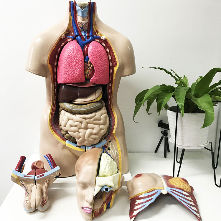 Unisex Human Anatomy Torso Model 32 Parts