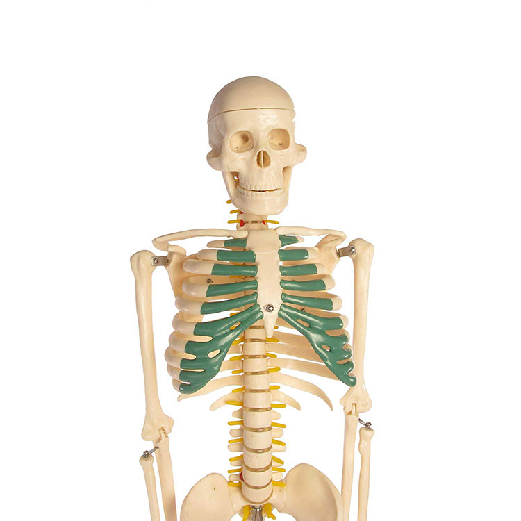 85cm Skeleton Model