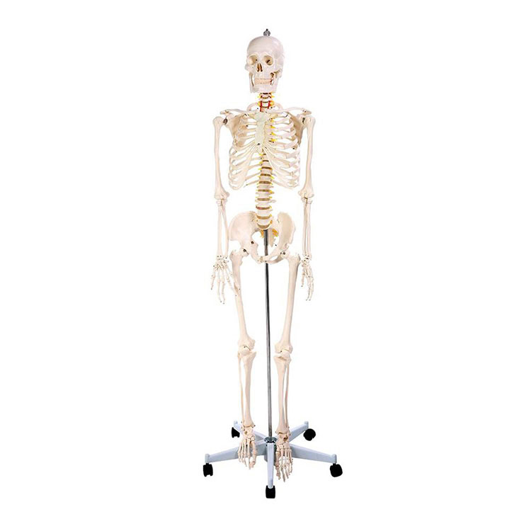 170 सेमी एनाटॉमी मानव कंकाल मॉडल