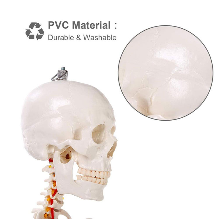 170cm Anatomy Human Skeleton Model
