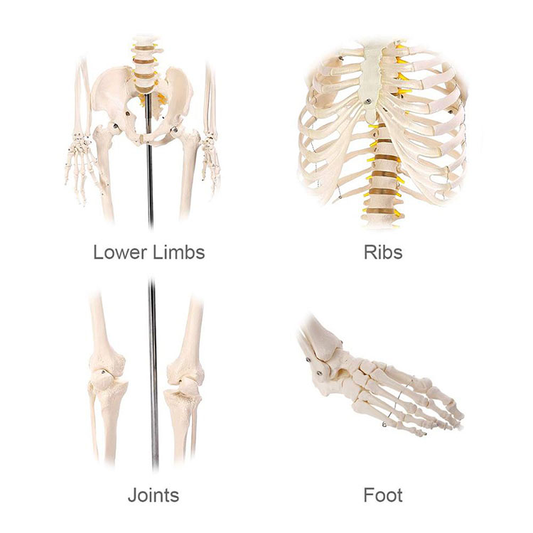 Modèle de squelette humain d'anatomie de 170 cm