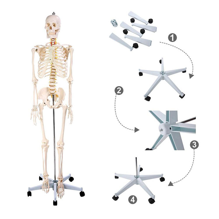 Modelo de esqueleto humano de anatomía de 170 cm