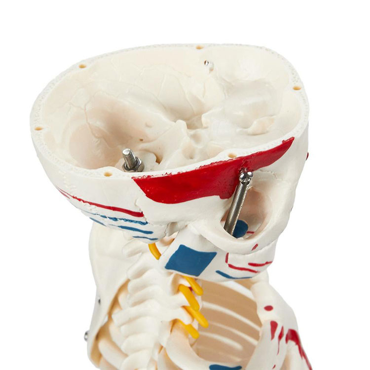 85cm Anatomical Skeleton Model