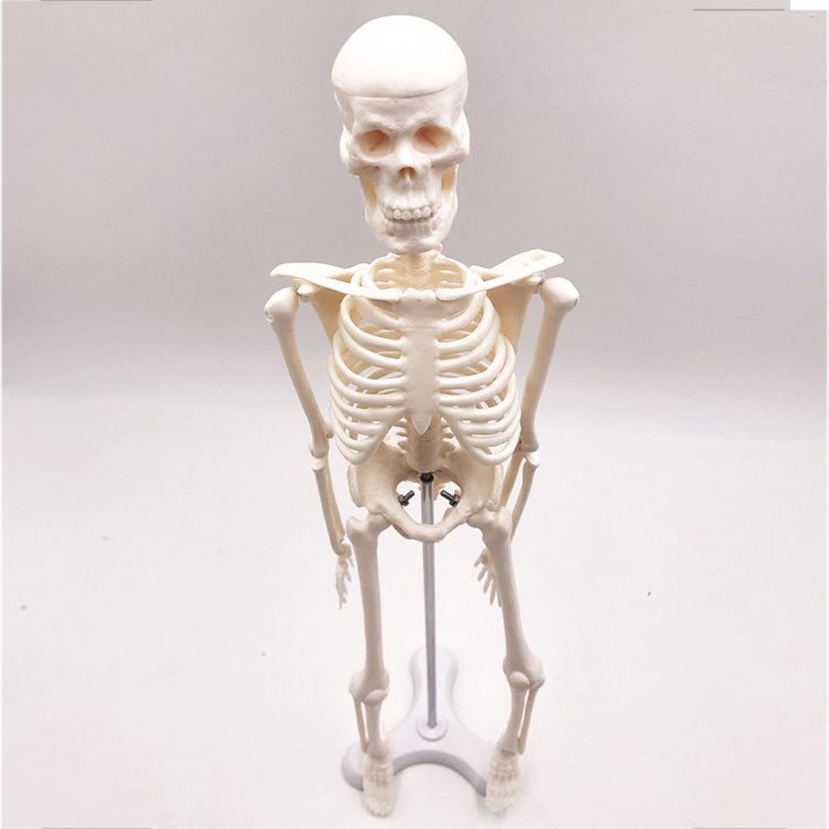 Mini Human Skeleton Model 45cm