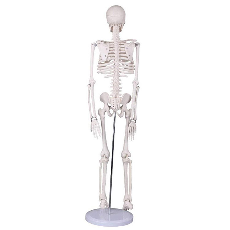 85cmMänsklig skelettmodell