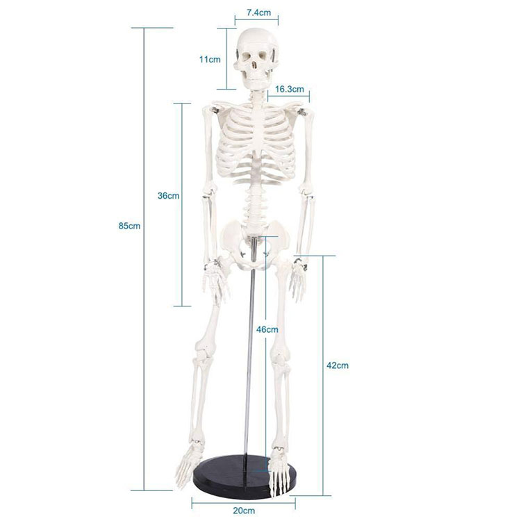 85cmModel ľudskej kostry