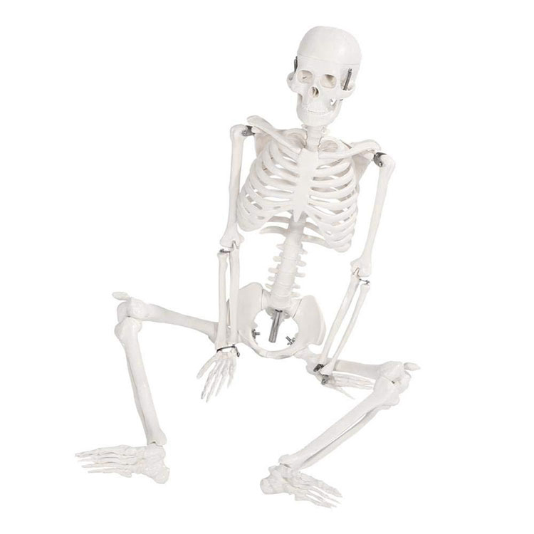 85cmMenselijk skelet model