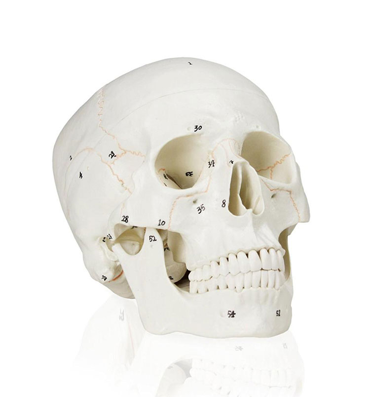 Modelo de cráneo humano numerado
