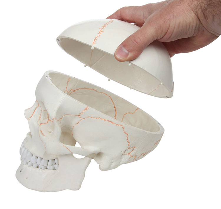 Számozott emberi koponya modell