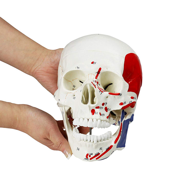PVC Skull Model With Markings