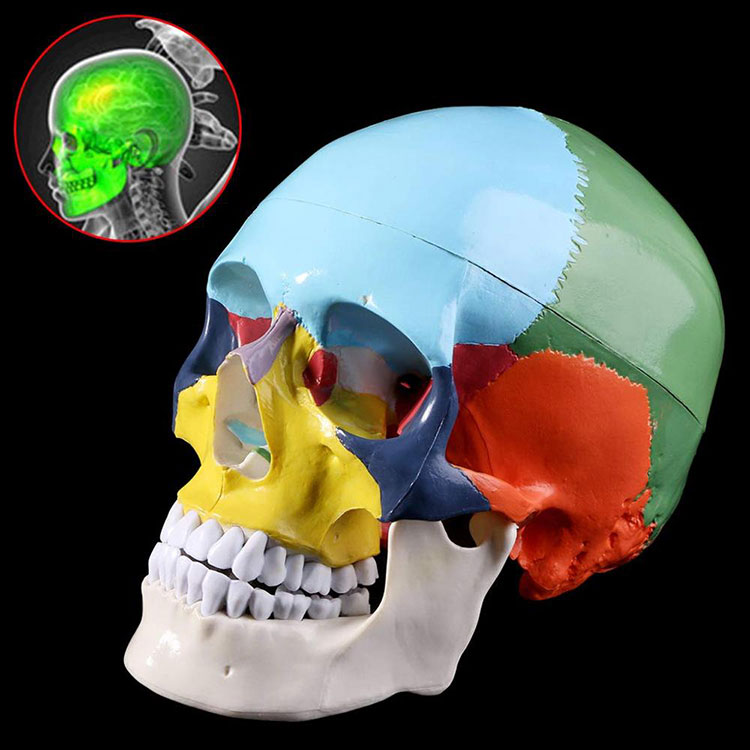 Colored Skull Model