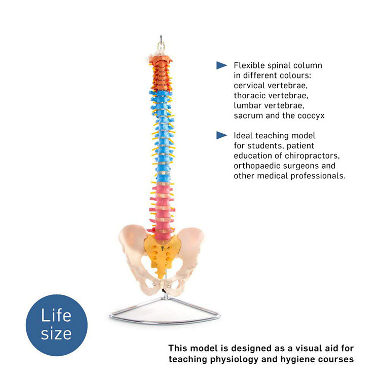 Modelo de columna vertebral humana