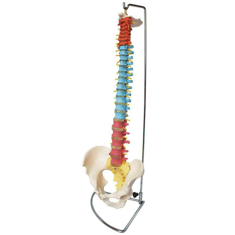 Model Humanum Spine
