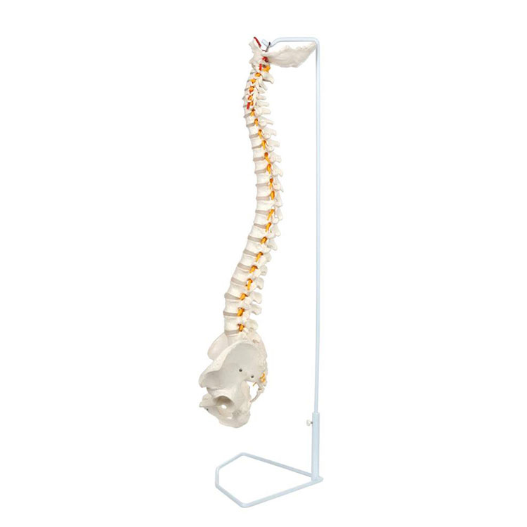 Modelul coloanei vertebrale flexibile