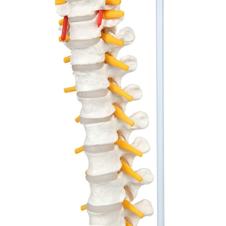 Flexibilný model chrbtice