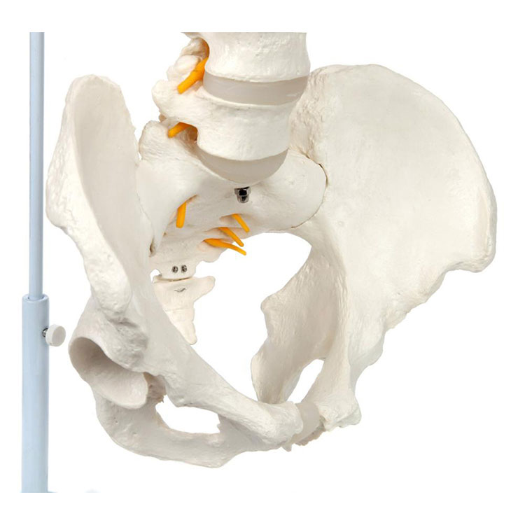 Model Tulang Belakang Fleksibel